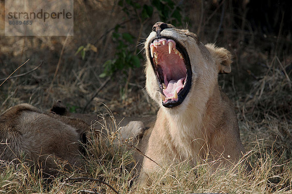 Löwe (Panthera leo)  gähnend