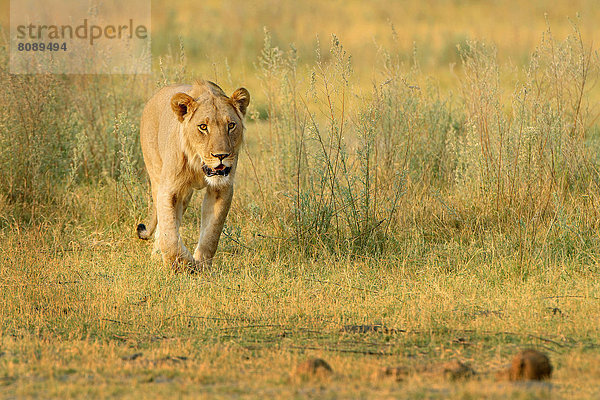 Löwe (Panthera leo)