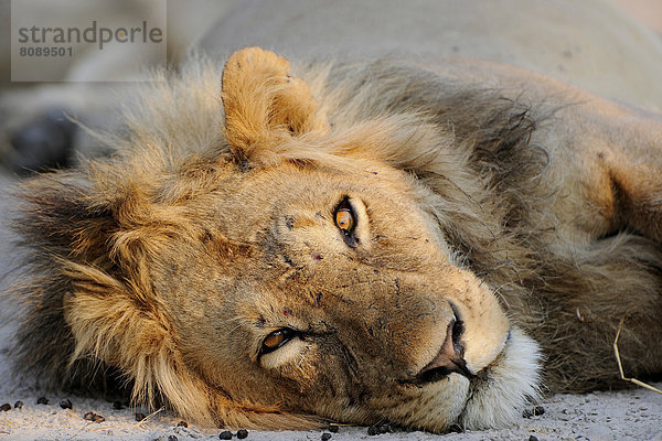 Löwe (Panthera leo)