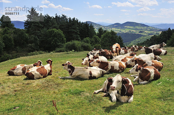Ruhende Kühe auf einer Weide
