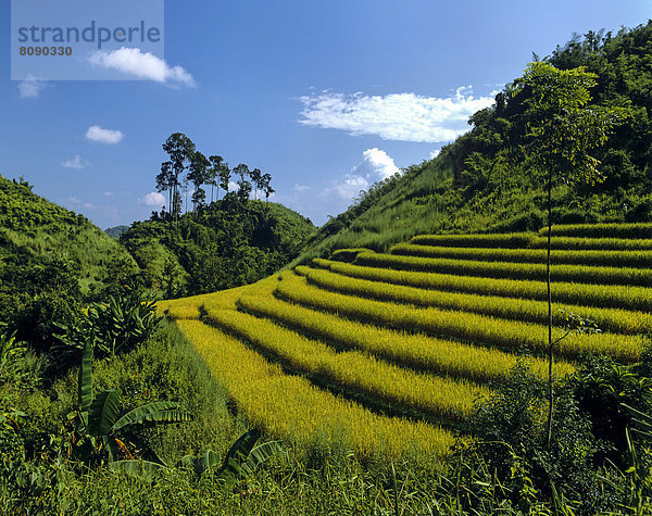 Reisfelder  Reisterrassen