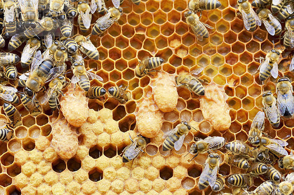 Brutwabe von Honigbienen (Apis mellifera  var. carnica)  Weiselzellen umgeben von Arbeiterbienen und Drohnen