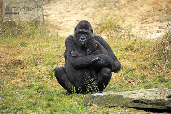 Westlicher Flachlandgorilla (Gorilla gorilla gorilla)  Weibchen mit Jungtier  Vorkommen in Afrika  captive