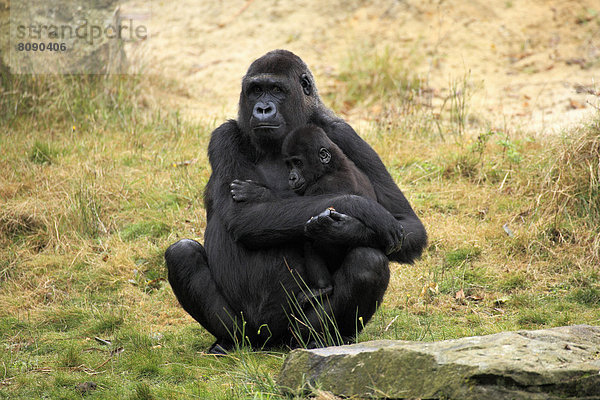 Westlicher Flachlandgorilla (Gorilla gorilla gorilla)  Weibchen mit Jungtier  Vorkommen in Afrika  captive