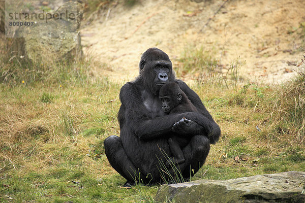 Westlicher Flachlandgorilla (Gorilla gorilla gorilla)  Weibchen mit Jungtier  Vorkommen in Afrika  captive