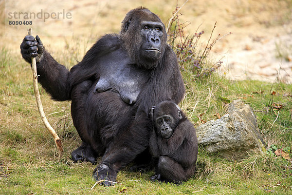 Westlicher Flachlandgorilla (Gorilla gorilla gorilla)  Weibchen mit Jungtier  Vorkommen in Afrika  captive