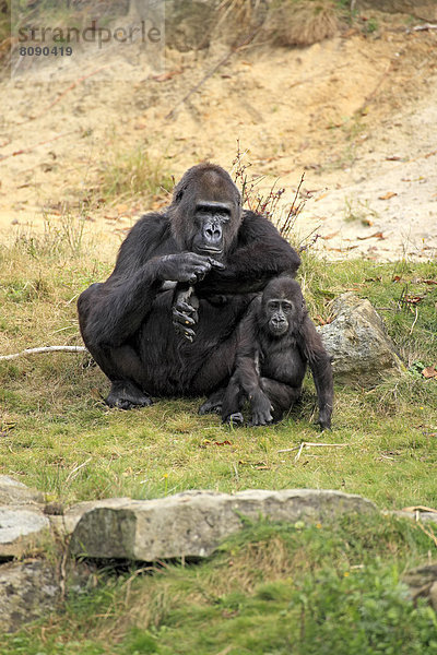 Westlicher Flachlandgorilla (Gorilla gorilla gorilla)  Weibchen mit Jungtier  Vorkommen in Afrika  captive