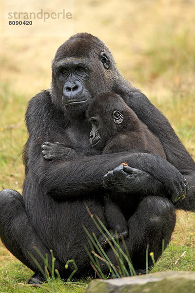 Westlicher Flachlandgorilla (Gorilla gorilla gorilla)  Weibchen mit Jungtier  Vorkommen in Afrika  captive