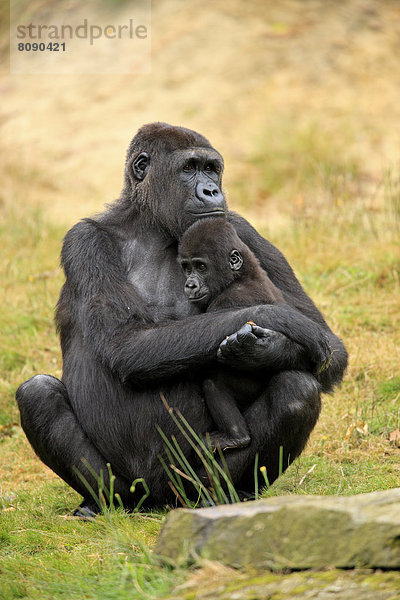 Westlicher Flachlandgorilla (Gorilla gorilla gorilla)  Weibchen mit Jungtier  Vorkommen in Afrika  captive