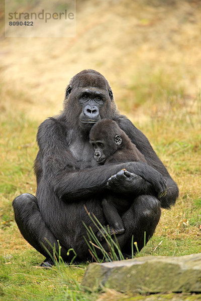 Westlicher Flachlandgorilla (Gorilla gorilla gorilla)  Weibchen mit Jungtier  Vorkommen in Afrika  captive