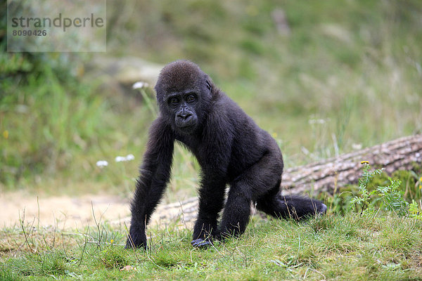 Westlicher Flachlandgorilla (Gorilla gorilla gorilla)  Jungtier  Vorkommen in Afrika  captive