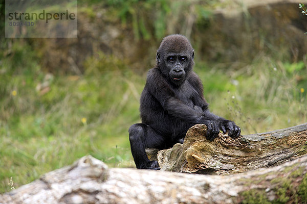 Westlicher Flachlandgorilla (Gorilla gorilla gorilla)  Jungtier  Imponiergehabe  Vorkommen in Afrika  captive