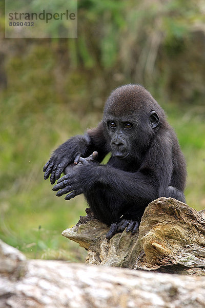 Westlicher Flachlandgorilla (Gorilla gorilla gorilla)  Jungtier  Imponiergehabe  Grimasse  Vorkommen in Afrika  captive
