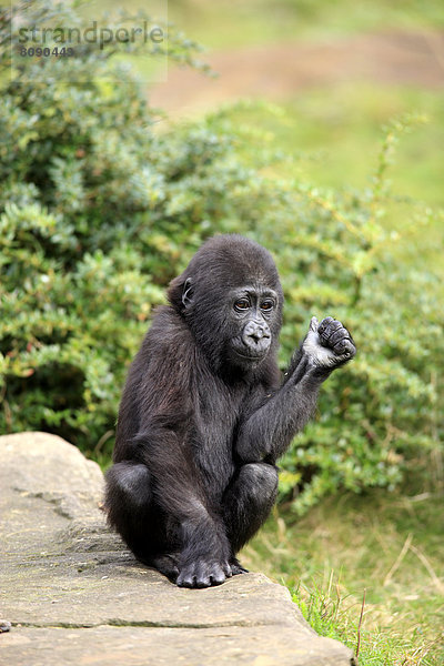 Westlicher Flachlandgorilla (Gorilla gorilla gorilla)  Jungtier  Vorkommen in Afrika  captive