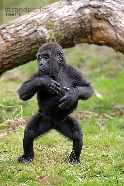 Westlicher Flachlandgorilla (Gorilla gorilla gorilla)  Jungtier  Imponiergehabe  Vorkommen in Afrika  captive