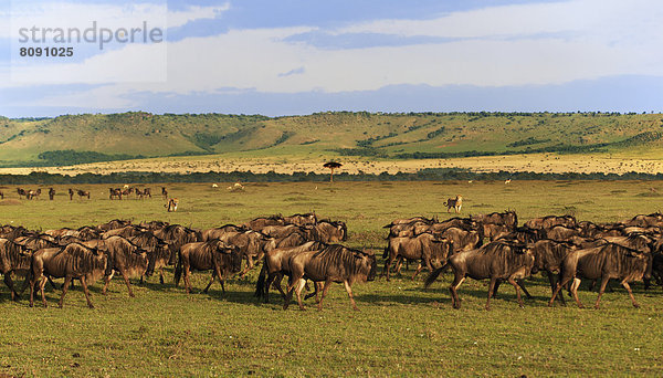Landschaft der Masai Mara mit Gnuherde  Streifengnus (Connochaetes taurinus)  im Morgenlicht