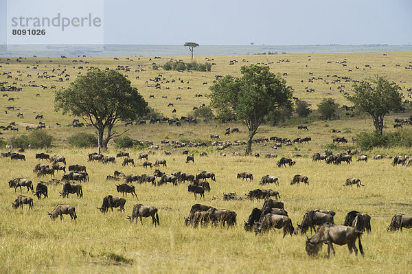 Landschaft der Masai Mara mit grasenden Gnuherden  Streifengnus (Connochaetes taurinus)