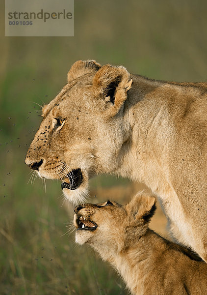 Löwin (Panthera leo) mit ihrem Löwenbaby im Morgenlicht