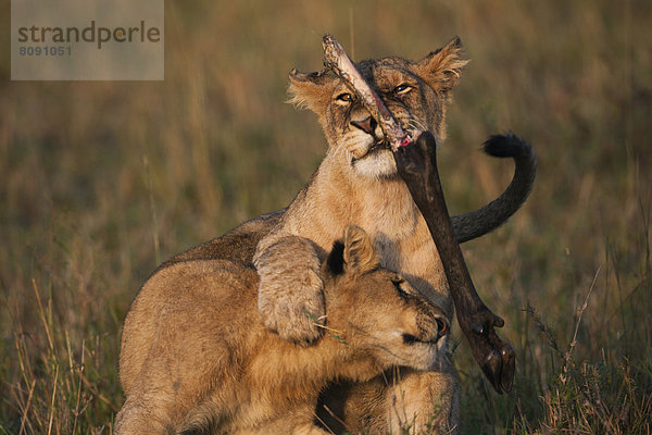 Junge Löwen (Panthera leo) beim Herumtoben