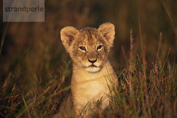 Löwenbaby (Panthera leo) im Morgenlicht