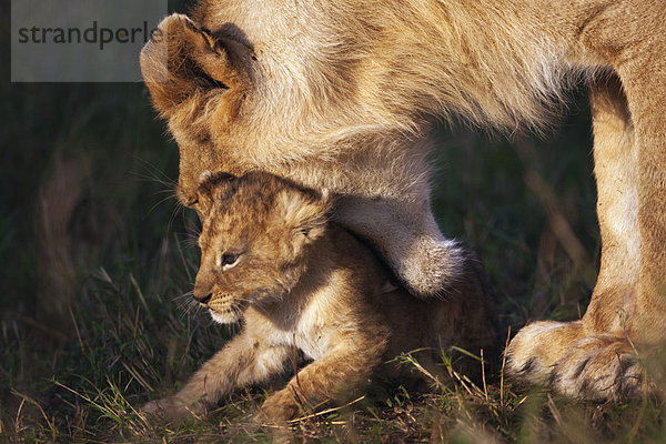 Löwin (Panthera leo) versucht ihr Löwenbaby mit dem Maul aufzunehmen um es zu tragen