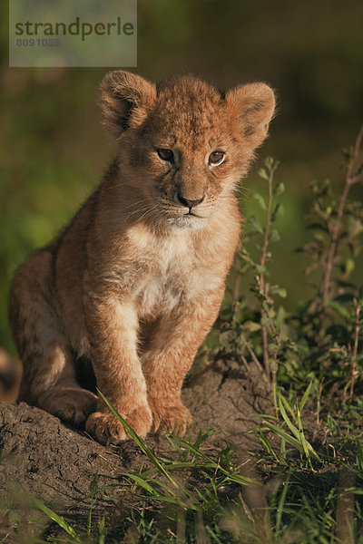 Löwenbaby (Panthera leo) im Morgenlicht