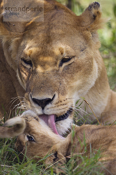 Löwin (Panthera leo) leckt ihr Löwenbaby