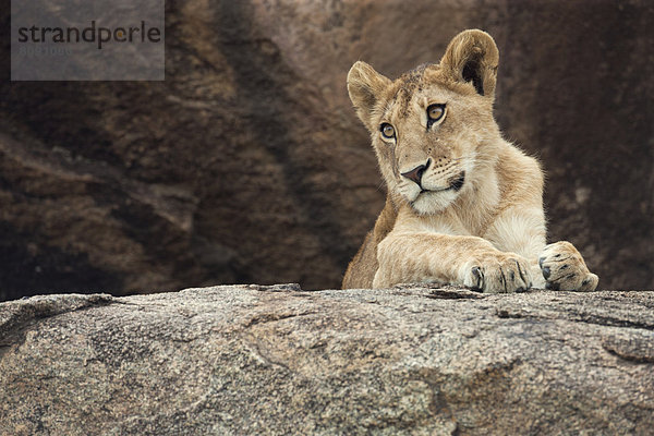 Junger Löwe (Panthera leo) auf einem Felsen