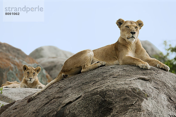 Löwin (Panthera leo) mit Jungtier auf einem Felsen