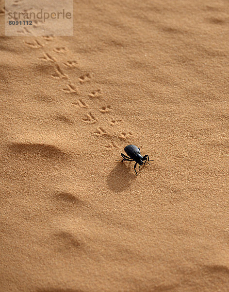Sandlaufkäfer (Cicindelinae)