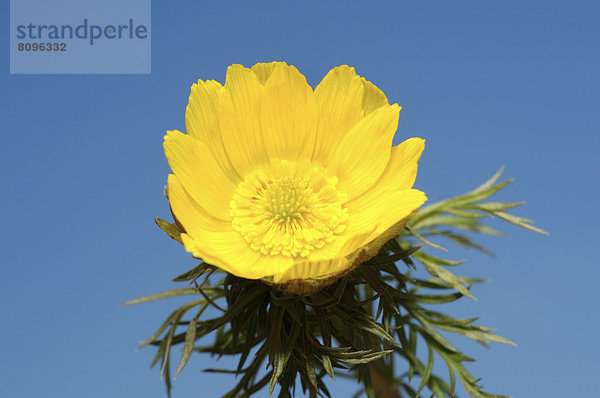 Frühlings-Adonisröschen (Adonis vernalis)