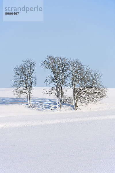 Gemeine Esche oder Gewöhnliche Esche (Fraxinus excelsior)  Baumgruppe im Schnee