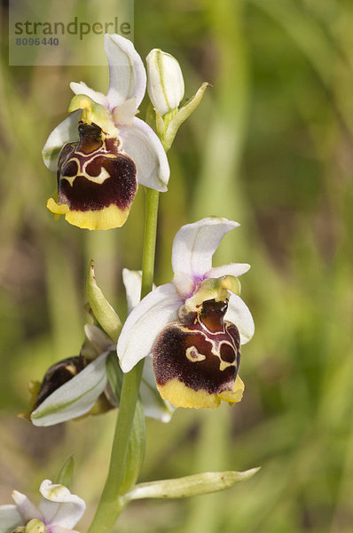 Hummel-Ragwurz (Ophrys holoserica)  weiße Perigonblätter