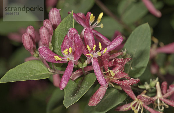 Heckenkirsche  Geißblatt (Lonicera sp.)  Blütenstand