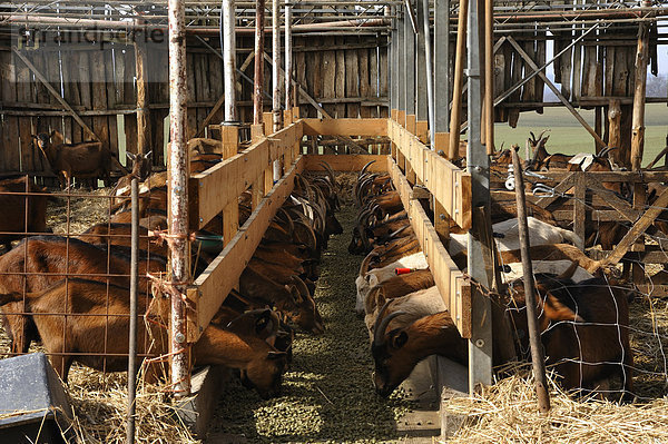 Milchziegen beim Fressen in einem Stall auf einem Biohof