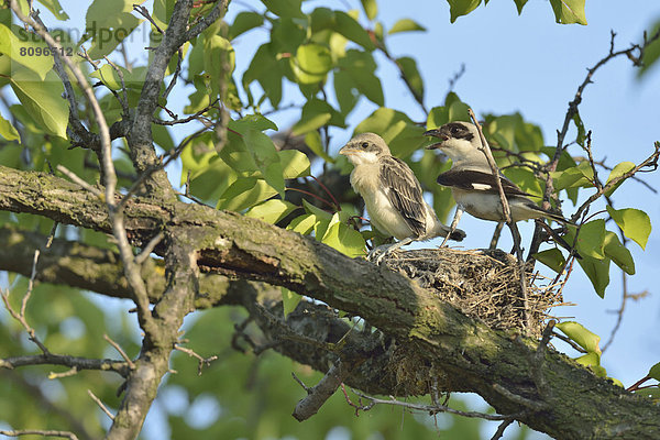 Schwarzstirnwürger (Lanius minor)  mit Jungvogel auf Nest stehend
