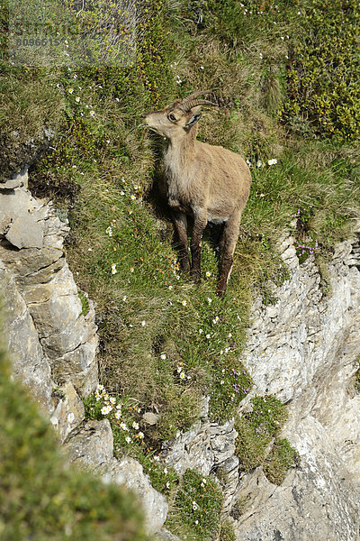 Alpensteinbock (Capra ibex)steht im steilen Gelände