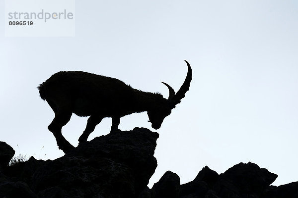 Alpensteinbock (Capra ibex) als Silhouette
