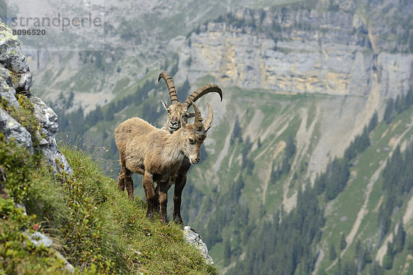 Zwei Alpensteinböcke (Capra ibex) stehen im steilen Gelände