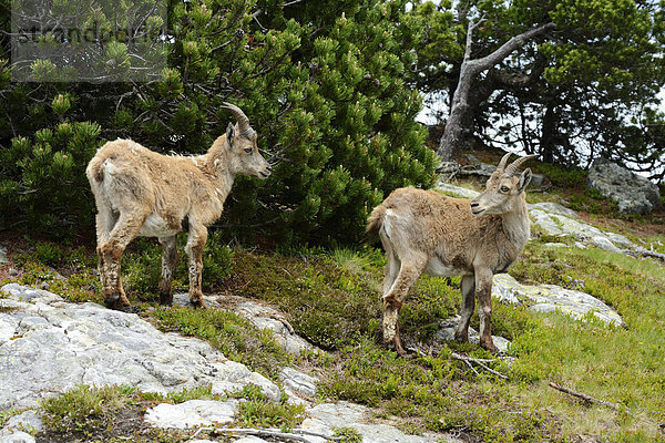 Zwei Alpensteinböcke (Capra ibex) im Fellwechsel