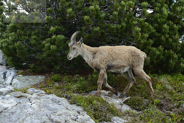 Alpensteinbock (Capra ibex)