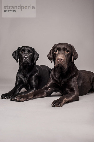 Zwei liegende Labrador Retriever