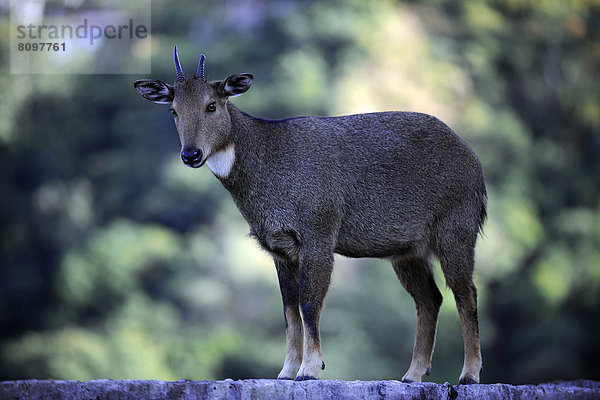 Wildziege (Capra aegagrus) auf der Mauer am Dzong von Trashigang