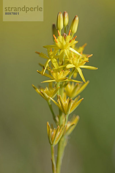 Beinbrech (Narthecium ossifragum)