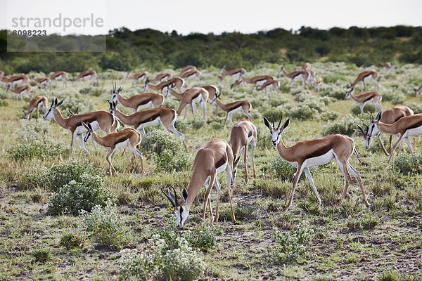 Herde Springböcke  Antidorcas marsupialis  Central Kalahari Game Reserve  Botswana  Südafrika  Afrika