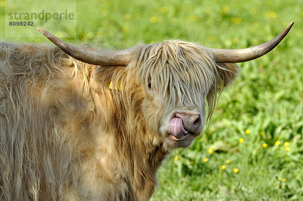 Schottisches Hochlandrind  Highland Cattle oder Kyloe (Bos primigenius f. taurus) auf einer Wiese