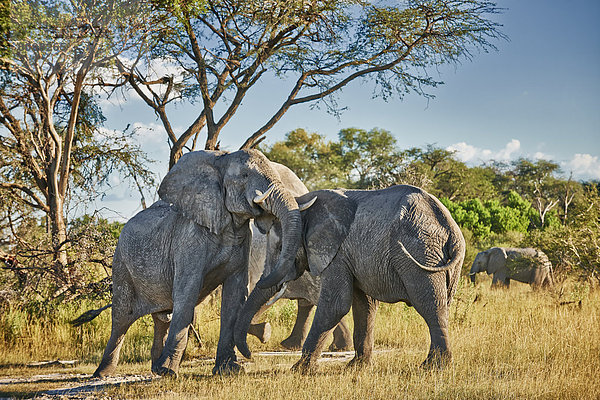 Kämpfende männliche afrikanische Elefanten  Loxodonta africana  Chitabe  Okavangodelta  Botswana  Südafrika  Afrika