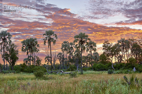 Sonnenaufgang  Chitabe  Okavangodelta  Botswana  Südafrika  Afrika