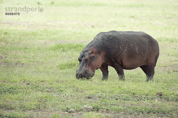 Flusspferd (Hippopotamus amphibius) beim Grasen
