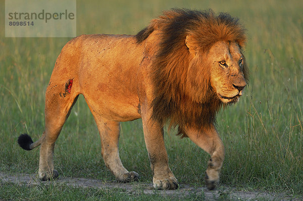 Löwe (Panthera leo)  männlich  im Morgenlicht